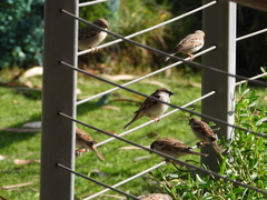 Passer domesticus