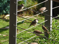 Passer domesticus