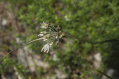 Allium rupestre