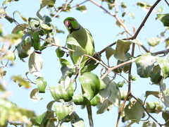 Psittacula krameri