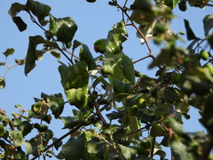 Psittacula krameri
