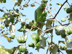 Psittacula krameri