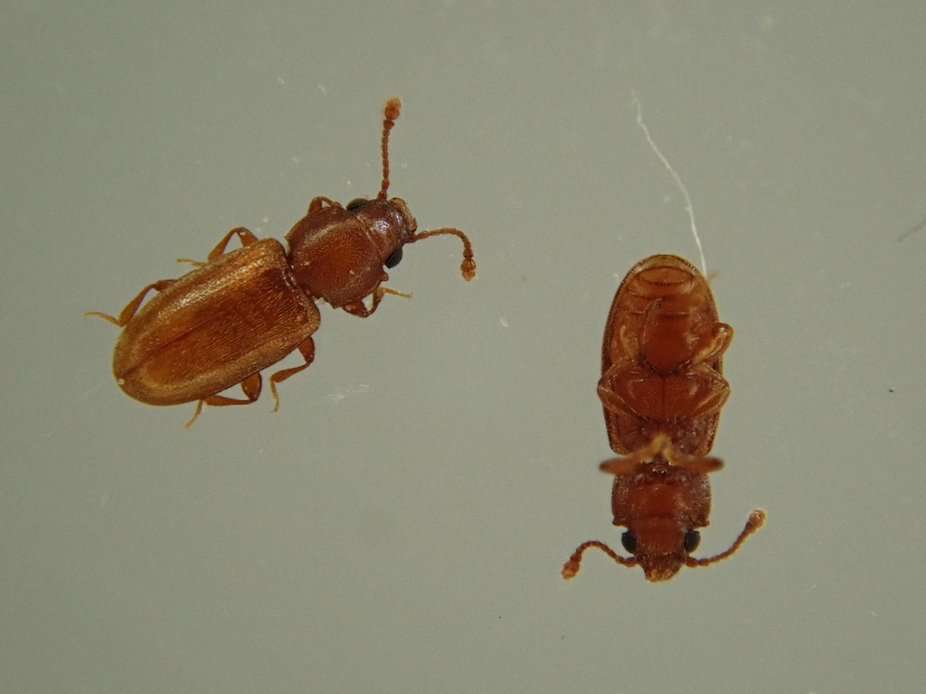 Foreign grain beetle