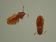 Foreign grain beetle