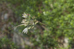Allium rupestre
