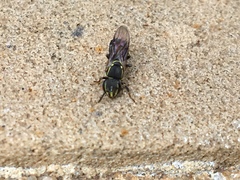 Paratrigona