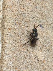 Paratrigona