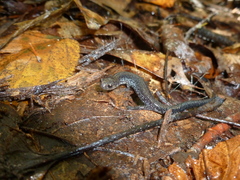 Plethodon virginia