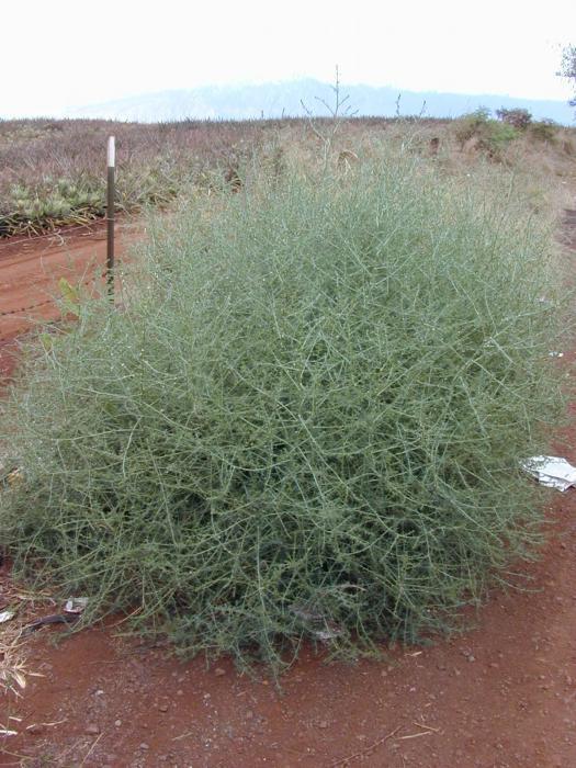 tumbleweed (Invasive Species of Texas) · iNaturalist