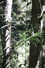 Freycinetia