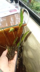 Pleurothallis dibolia