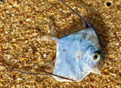 Alectis ciliaris