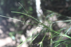 Exocarya sclerioides