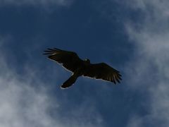 Parabuteo unicinctus