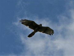 Parabuteo unicinctus