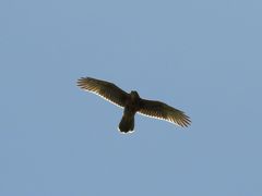 Parabuteo unicinctus