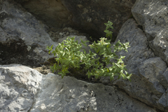 Galium valantioides