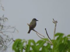 Tyrannus melancholicus