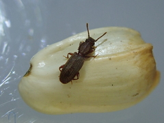 Oryzaephilus surinamensis