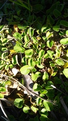 Falkia