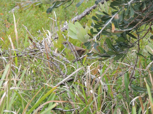 Eastern Bristlebird (Dasyornis brachypterus), photo 9