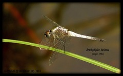 Brachydiplax farinosa