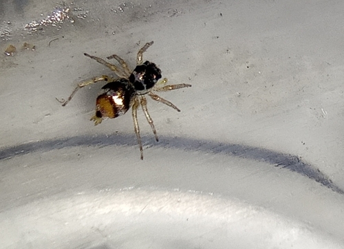 Banded Phintella