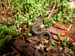 Plethodon nettingi