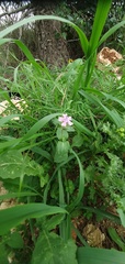 Silene aegyptiaca