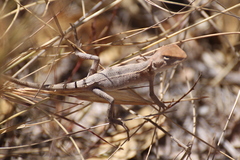Diporiphora