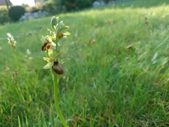 Ophrys sphegodes sphegodes