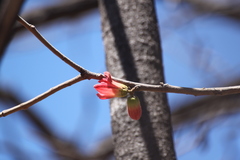 Brachychiton chillagoensis