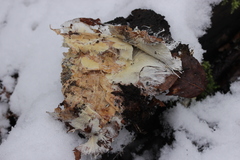 Fibulomyces mutabilis