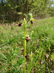 Ophrys sphegodes sphegodes