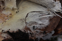 Fibulomyces mutabilis