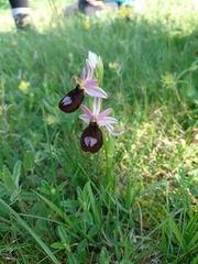 Ophrys bertolonii benacensis