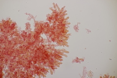 Fibulomyces mutabilis