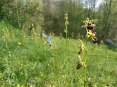 Ophrys sphegodes sphegodes