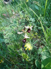 Ophrys bertolonii benacensis