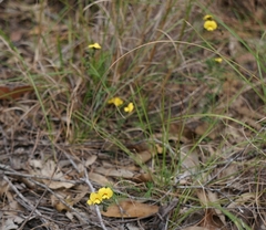 Gompholobium pinnatum