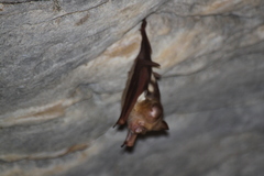 Hipposideros diadema