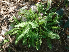 Pedicularis acaulis