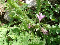 Pedicularis acaulis
