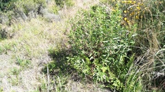 Nidorella ivifolia