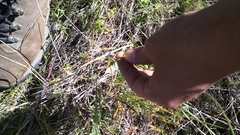Lysimachia arvensis caerulea