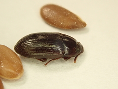 Tenebrionidae