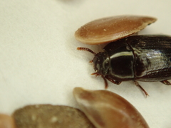 Tenebrionidae