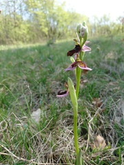 Ophrys bertolonii benacensis