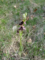 Ophrys bertolonii benacensis