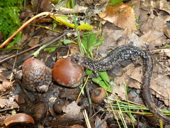 Plethodon punctatus